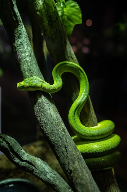 ニシキヘビ危険な動物の野生生物