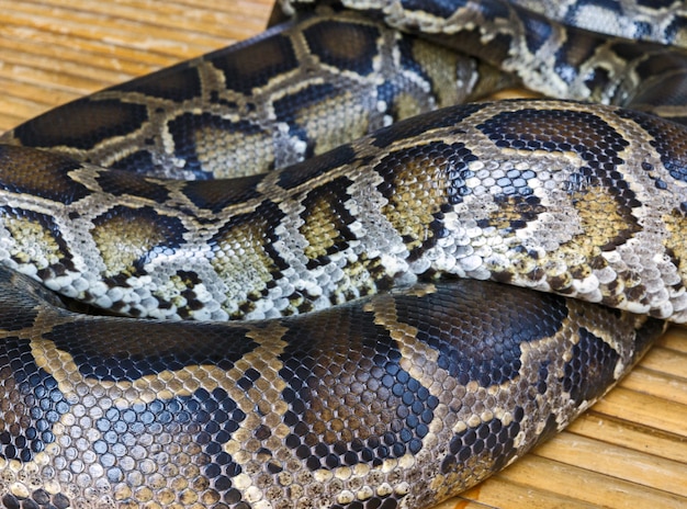 Python Snake Skin, achtergrond