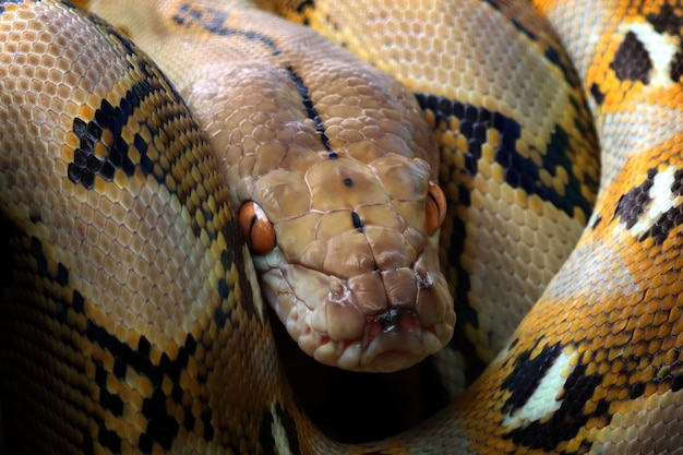 Pythonidae snake sleeping on branch