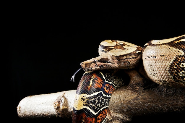 Photo pythons on wood against black background
