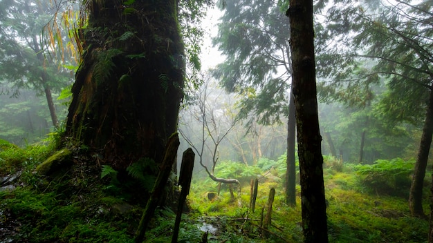 Qilan Maguao Shenmu, Yilan County, Taiwan, is een beroemde toeristische attractie