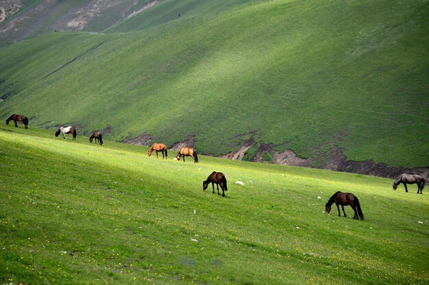 Qiongkushtai in xinjiang is a small kazakh village with a vast grassland horses and sheep