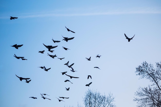 Quadcopter between flying birds on blue sky