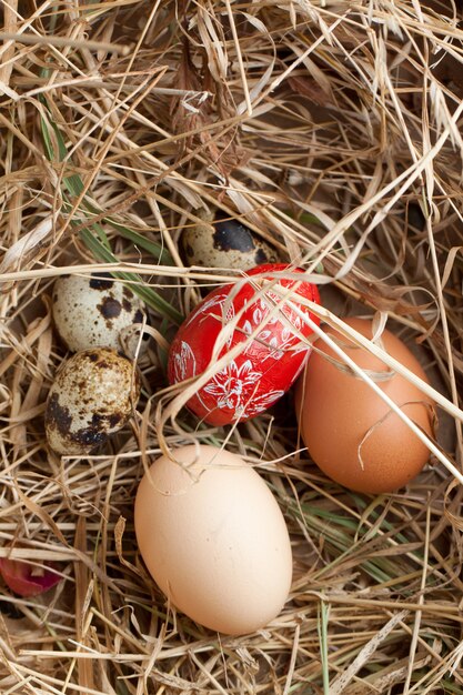 Quail and chicken eggs