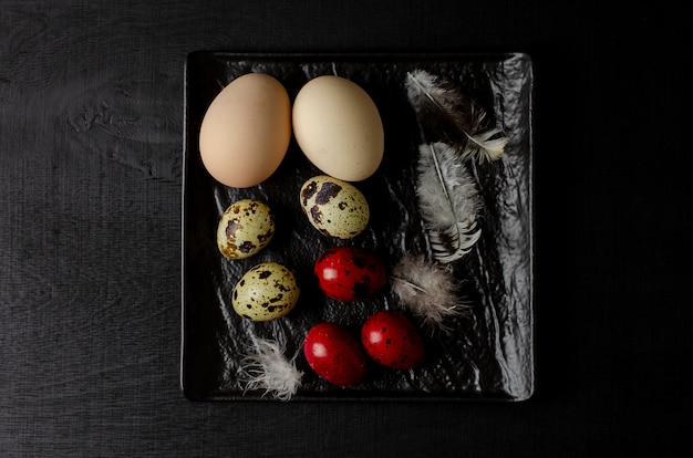 Quail and chiken eggs and feathers on a black background. 