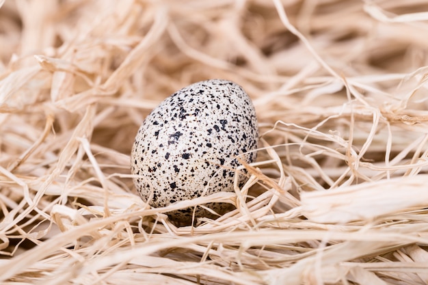 Фото Перепелиное яйцо в соломе крупным планом