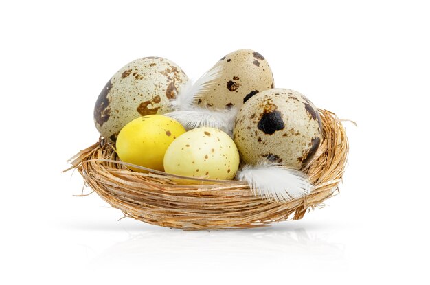 Quail easter eggs in a nest isolated on white background