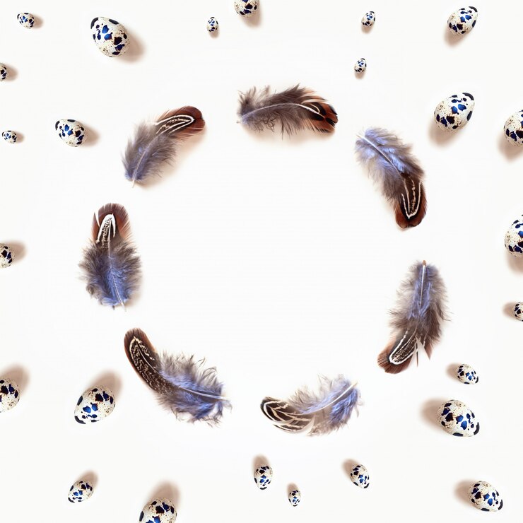 Photo the quail egg, around the feathers.