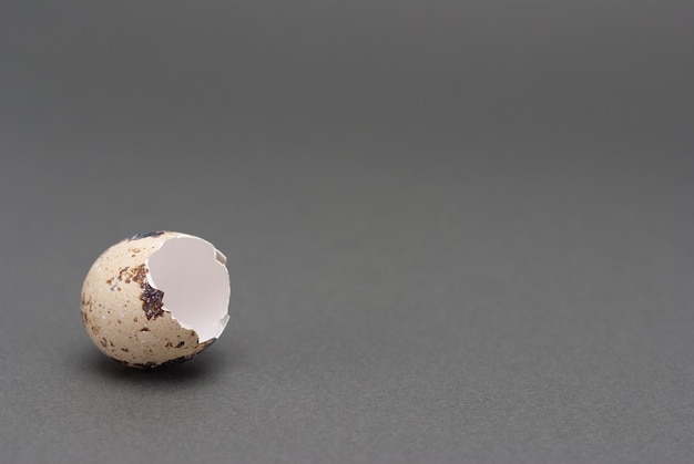 Quail egg shell on grey