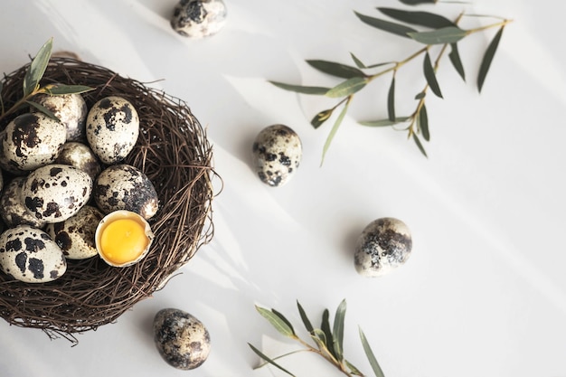 Quail eggs in bird nest on white background with shadow. Happy easter. Rustic style. Flat lay, top view. Banner