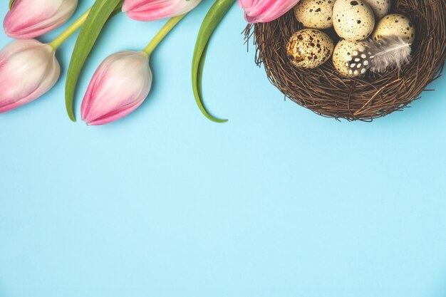 Quail eggs in bird nest with feather and pink tulips on pastel blue background