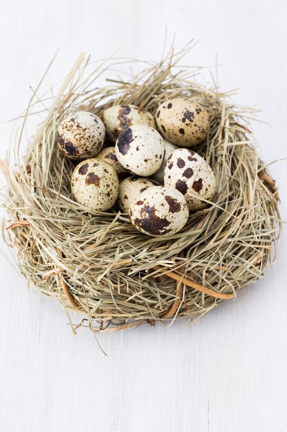 Quail eggs of birds nest Easter composition