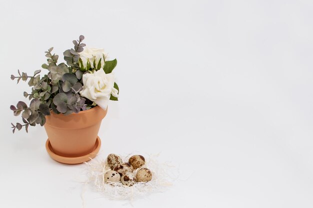 Quail eggs and a clay pot with white roses and eucalyptus sprigs on a white background