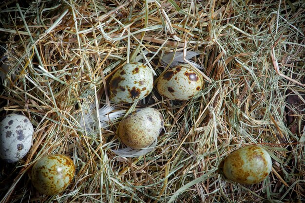 Quail eggs on dry grass on an old background