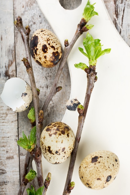 Перепелиные яйца, зеленые ветки и белая разделочная доска