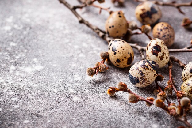 Quail eggs on grey  background