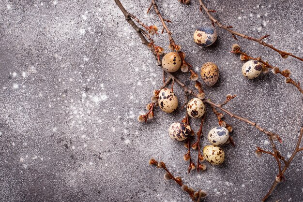 Quail eggs on grey  background