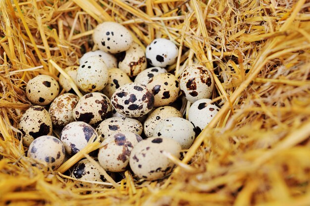 Quail eggs in the hay closeup on a poultry farm