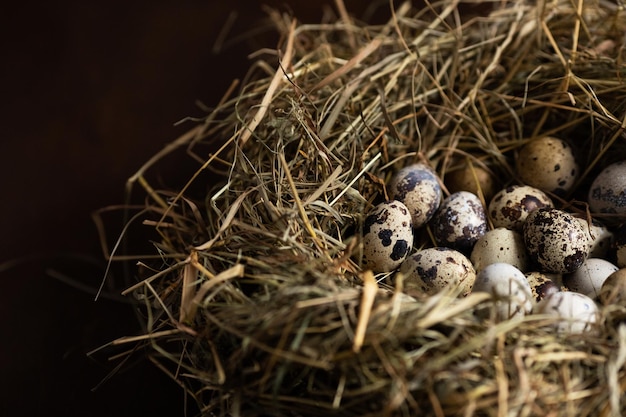 Quail eggs on hay in the nest Easter background