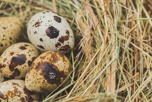 Photo quail eggs in hay