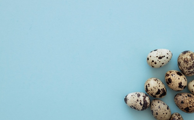 Quail eggs on light blue background copy space