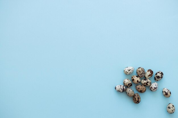 Quail eggs on light blue background copy space