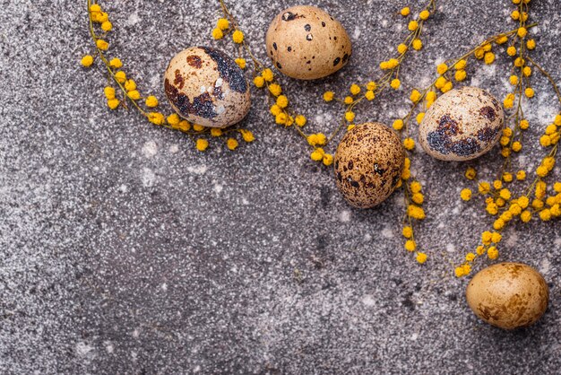 Quail eggs and mimosa flowers