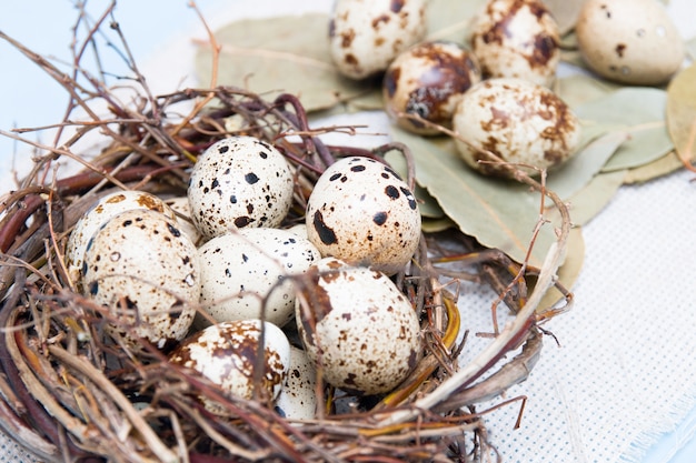 Quail eggs in a nest of branches on a blue background, light fabric, Easter background, natural nutrition, bay leaf