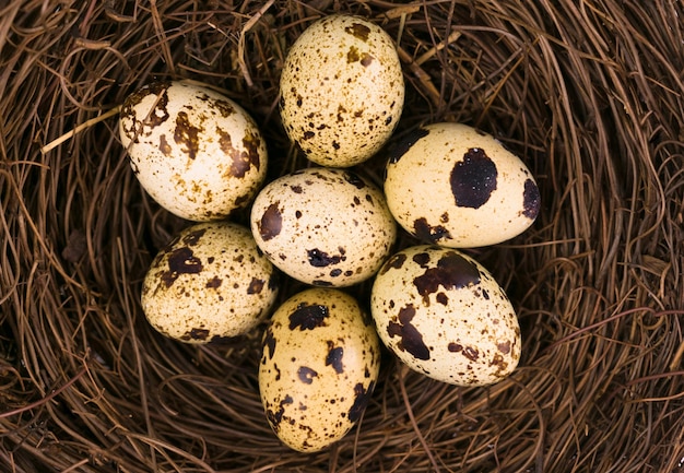 Quail eggs in the nest Closeup View from the top