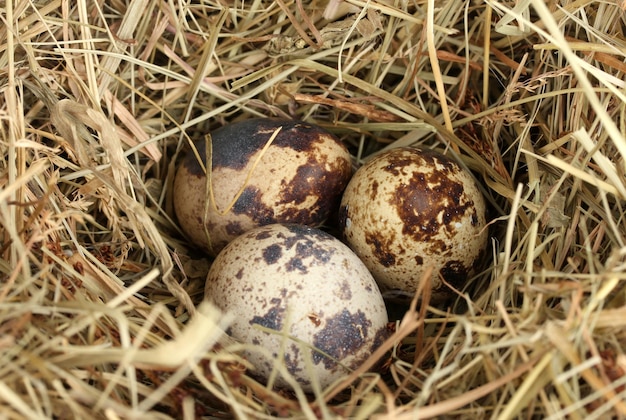 Quail eggs in a nest of hay closeup