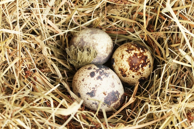 Photo quail eggs in a nest of hay closeup