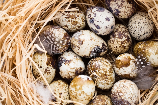 Quail eggs in the nest, a symbol of spring.