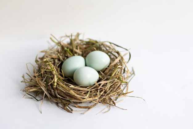 Quail eggs in a nest on a white background