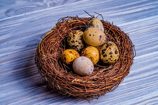 Quail eggs in a nest