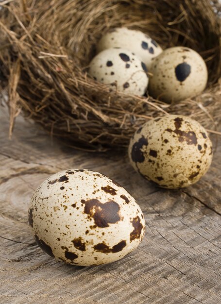 quail eggs in nest