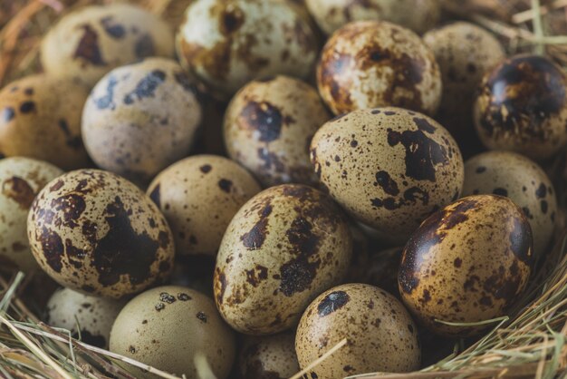 Photo quail eggs in nest