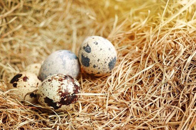 quail eggs in nest