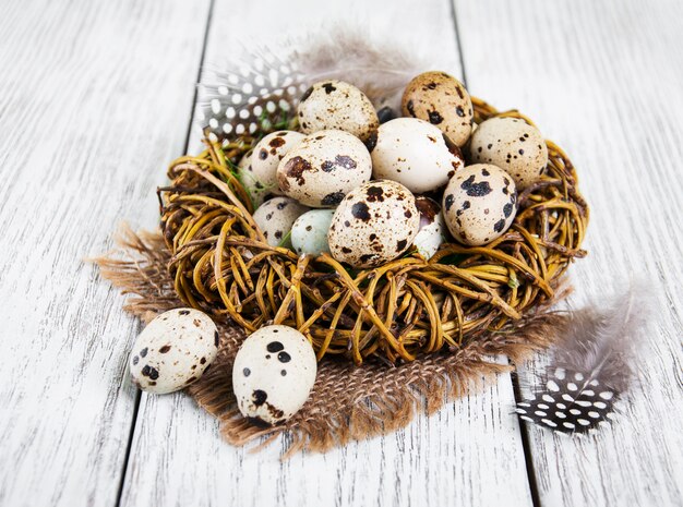 Quail eggs in nest