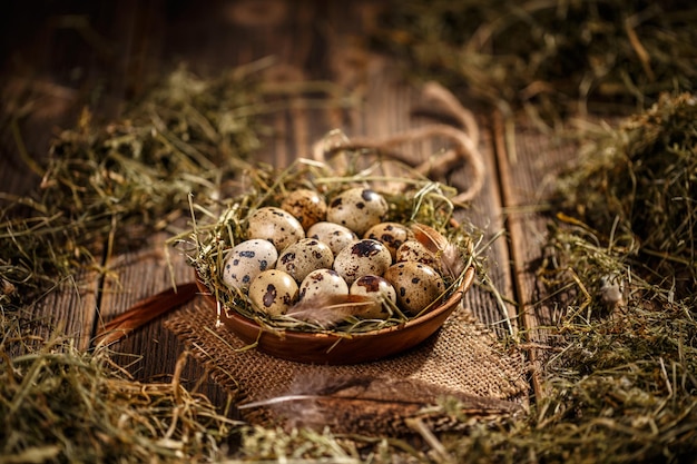 Quail eggs in plate