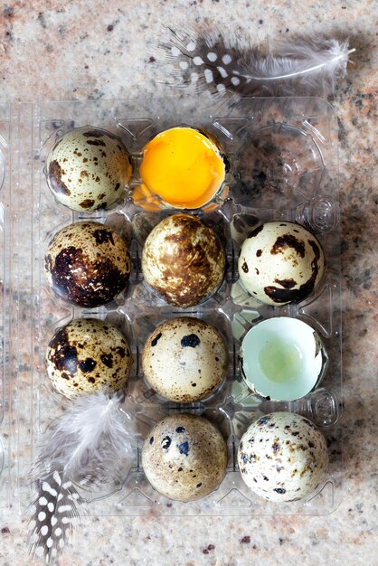 Quail eggs on small plastic container with feathers top view vertical composition