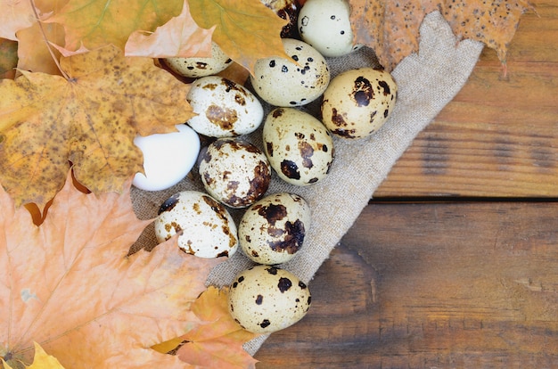 Quail eggs with autumn leaves on sacking on a dark brown wooden surface