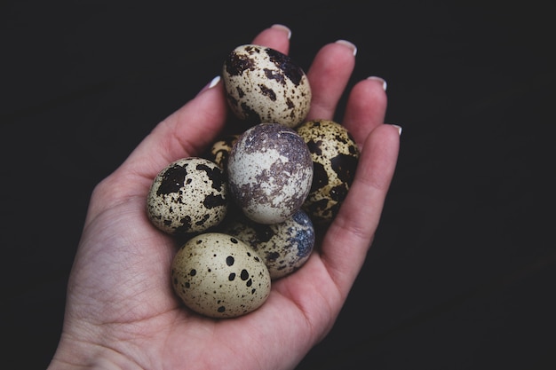 Quail eggs in woman's hand. Isolated on dark background. Easter background