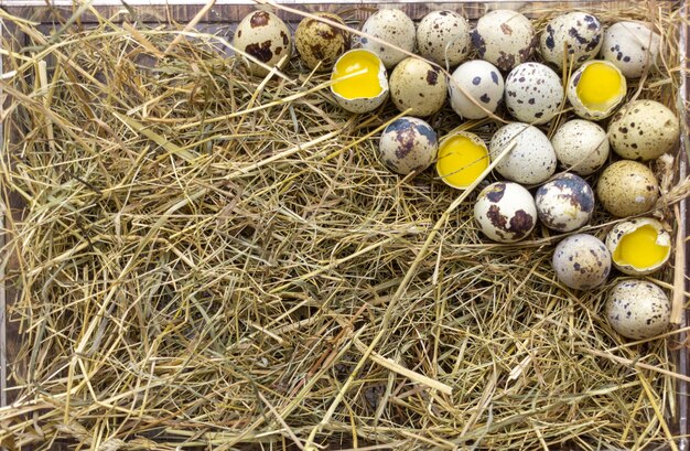 quail eggs on a wooden background