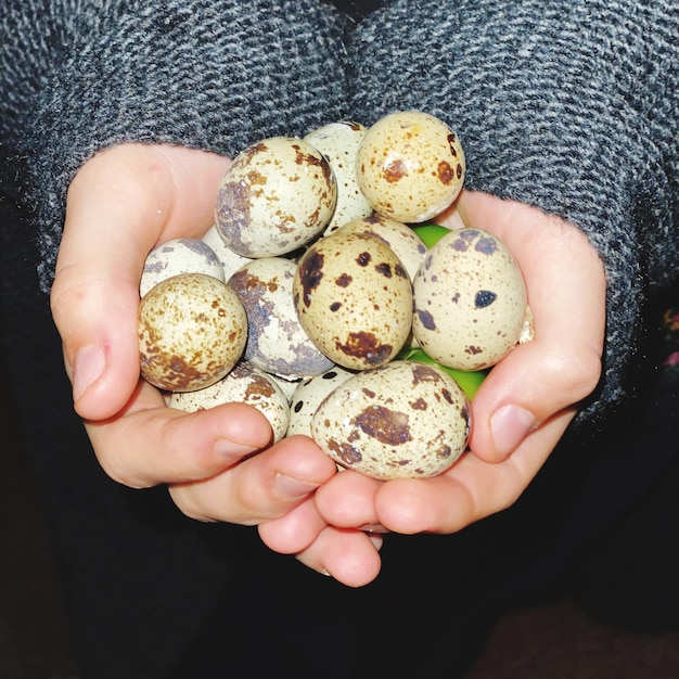 Photo quail eggs