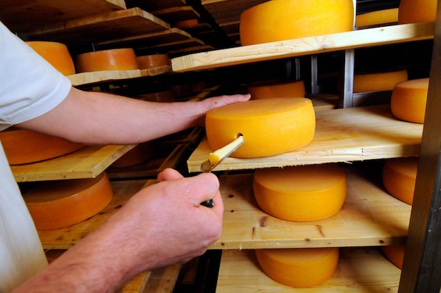 Foto controllo della qualità nel processo di maturazione del formaggio nella produzione alimentare industriale