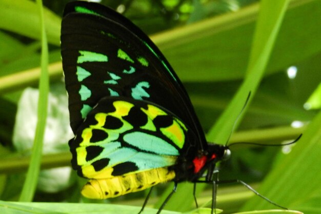 Queen Alexandras Birdwing