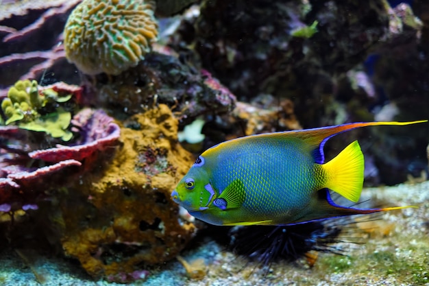 Королева-ангел holacanthus ciliaris, также известная как синий ангел, золотой ангел или желтая рыба-ангел в море