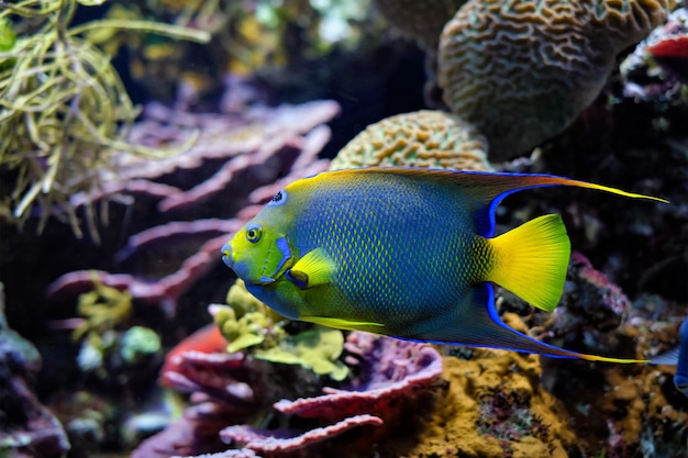 Photo queen angelfish holacanthus ciliaris aka  blue angelfish golden angelfish or yellow angelfish