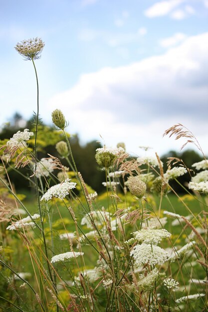 Queen Anne s lace flowers with wildflowers in field