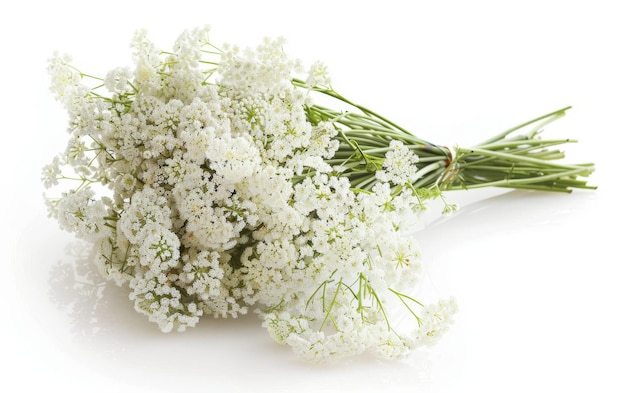 クイーン・アン・ブーケット (Queen Anne's Lace Bouquets) は白い背景に自然な装飾をするために作られました